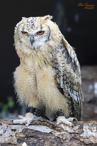 Bubo bubo owl eurasian eagle owl photo