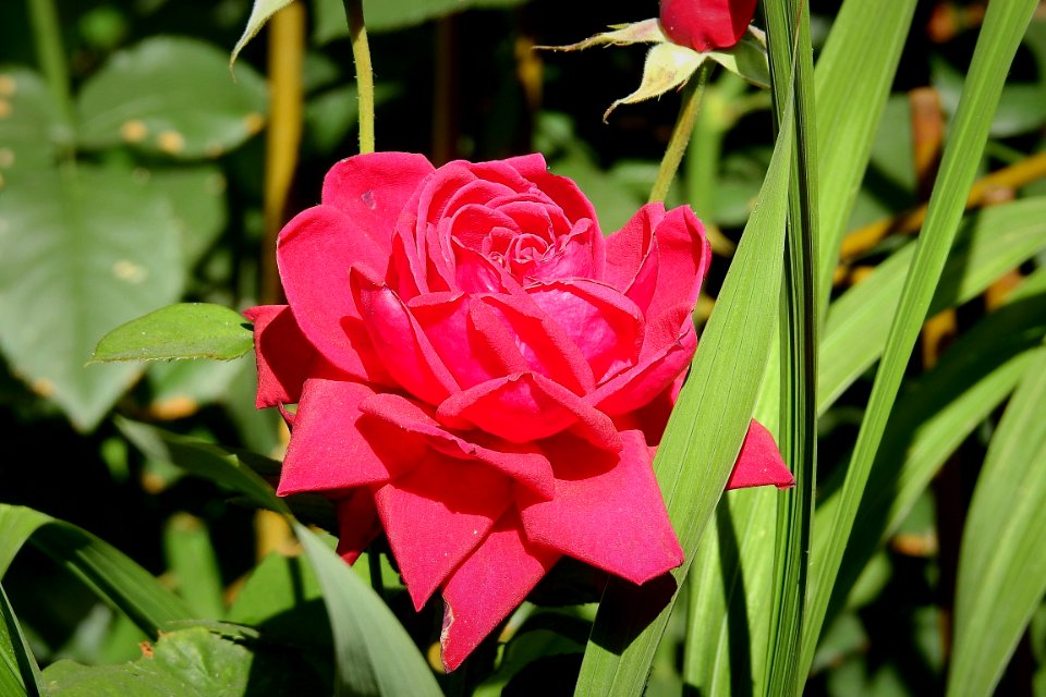 Flower, Rose, Rose Family, Plant