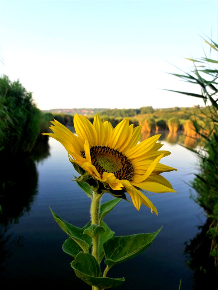 Flower, Sunflower, Yellow, Plant