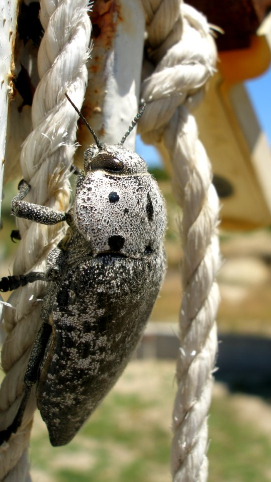 Fauna, Invertebrate, Insect, Organism