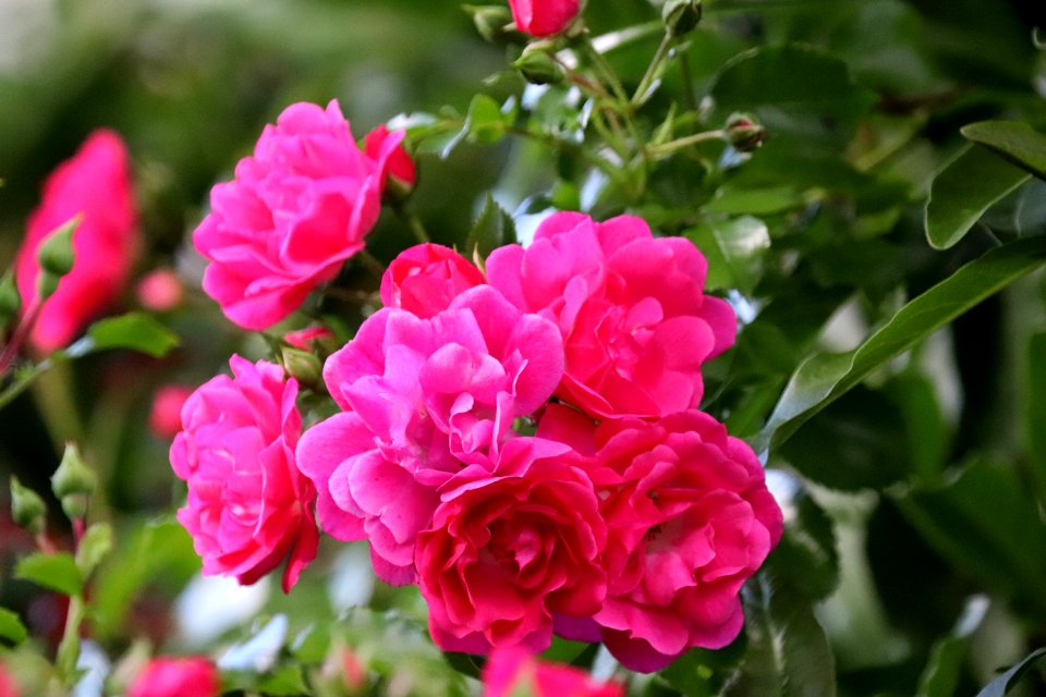 Flower, Plant, Rose Family, Pink
