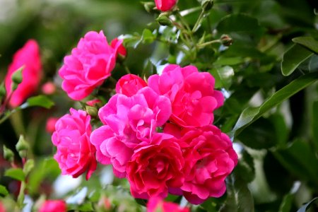 Flower, Plant, Rose Family, Pink photo