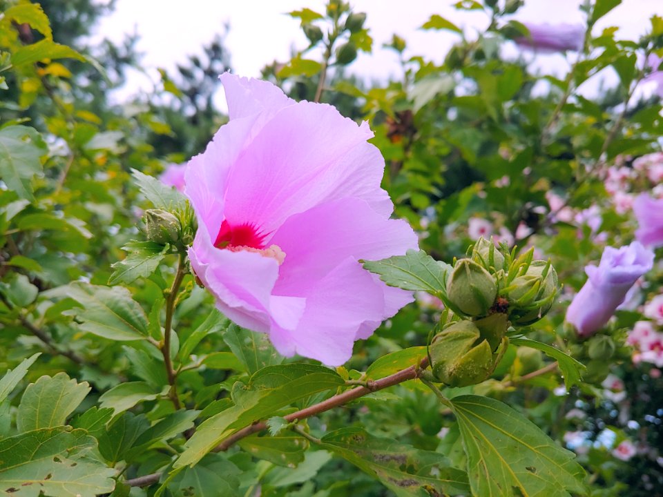 Flower, Plant, Flowering Plant, Flora