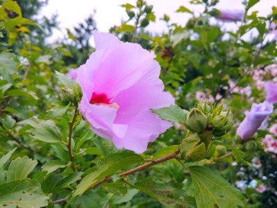 Flower, Plant, Flowering Plant, Flora