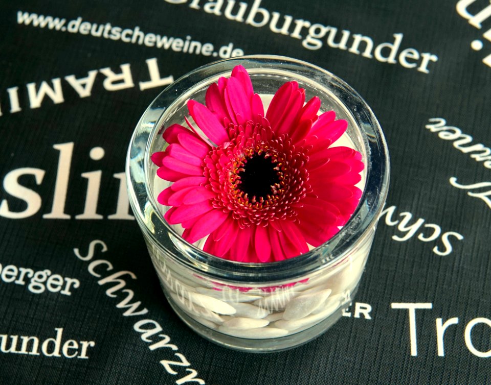 Flower, Magenta, Flowering Plant, Font