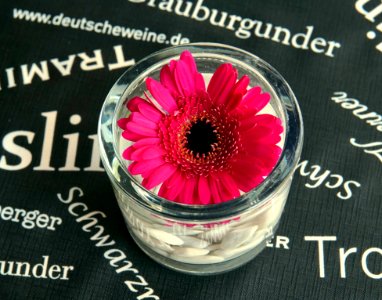 Flower, Magenta, Flowering Plant, Font