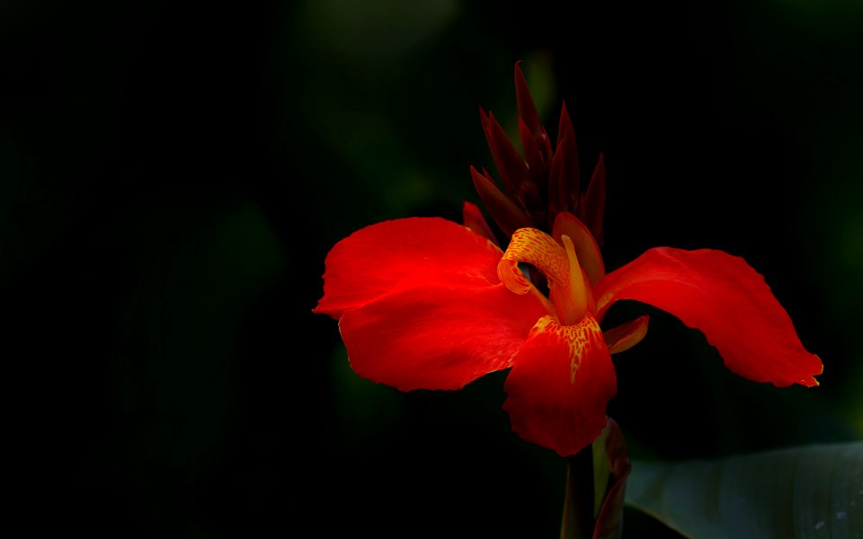 Flower, Flora, Plant, Wildflower