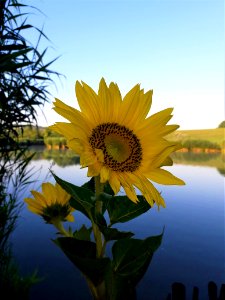 Flower, Sunflower, Yellow, Flowering Plant