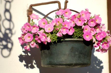 Flower, Plant, Flowering Plant, Pink photo