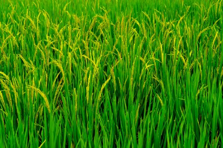 Grass, Field, Vegetation, Agriculture photo