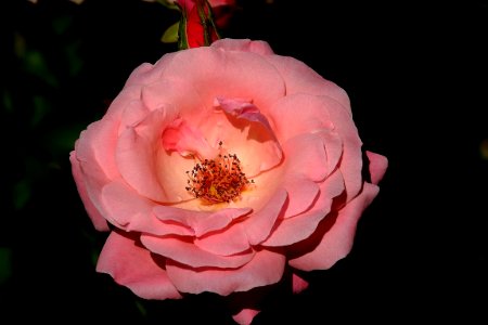 Flower, Pink, Rose Family, Rose photo