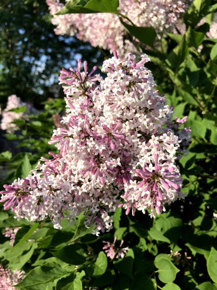 Plant, Flower, Lilac, Flowering Plant photo