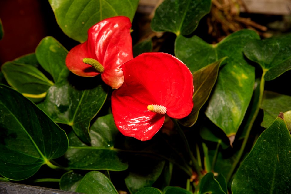 Flower, Plant, Flora, Leaf