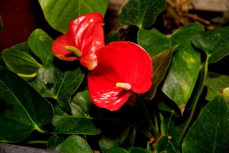 Flower, Plant, Flora, Leaf