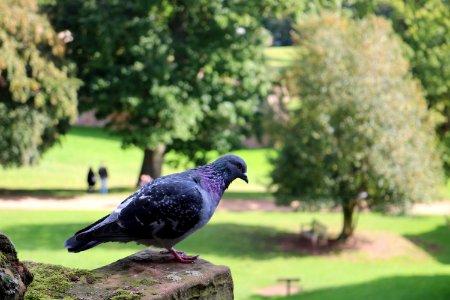 Bird, Fauna, Grass, Beak