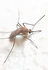 Blood-eating bug gnat photo