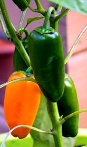 Chili Pepper, Vegetable, Natural Foods, Bell Peppers And Chili Peppers photo