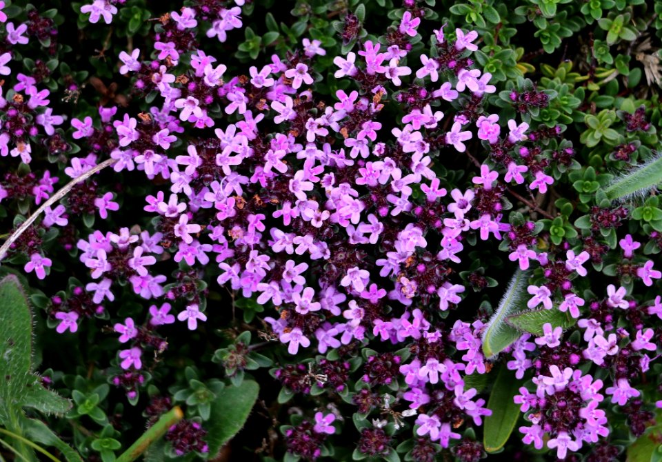 Plant, Flower, Flora, Flowering Plant