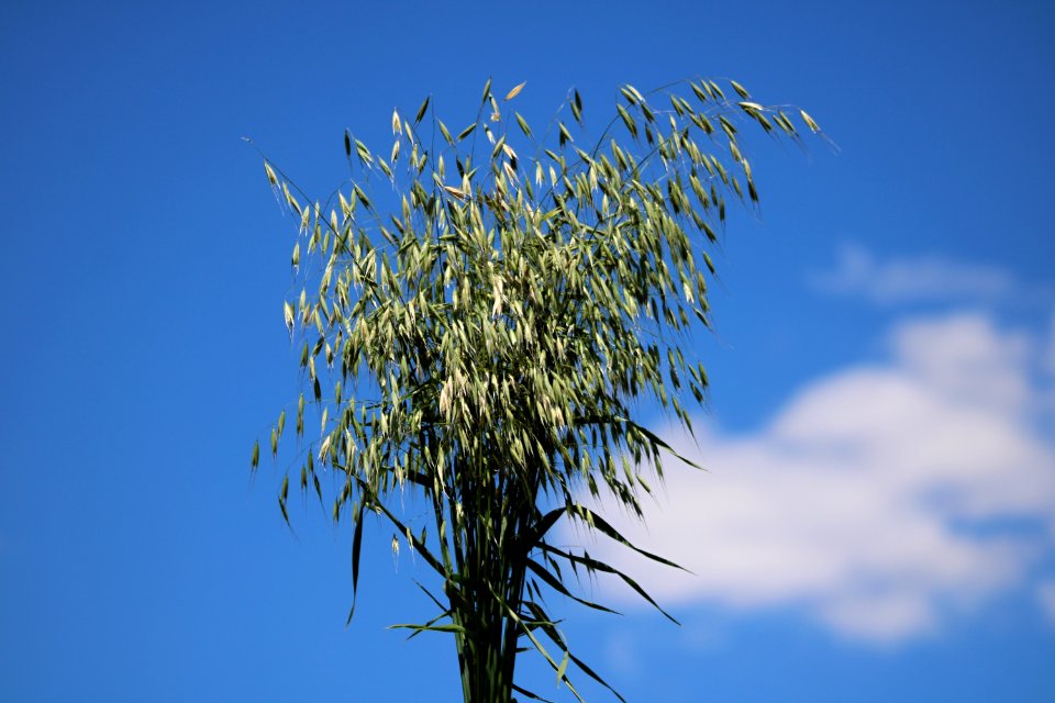 Sky, Tree, Flora, Branch