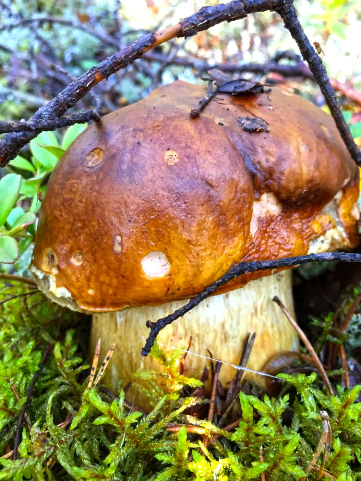 Penny Bun, Mushroom, Fungus, Bolete