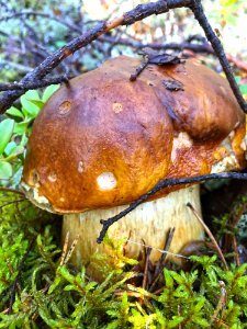 Penny Bun, Mushroom, Fungus, Bolete photo