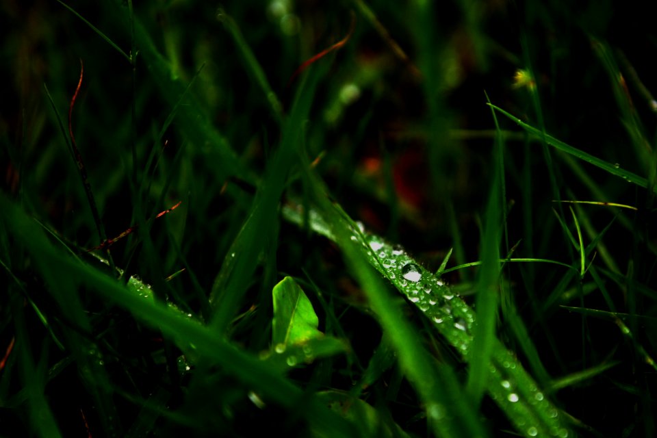 Water, Grass, Dew, Moisture