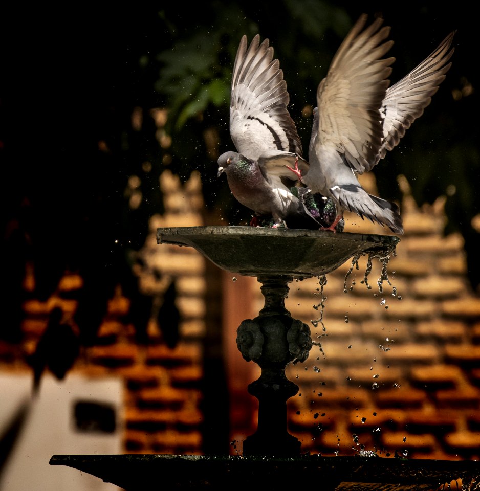 Bird, Fauna, Reflection, Water