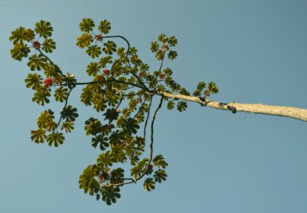 Branch, Tree, Flora, Sky