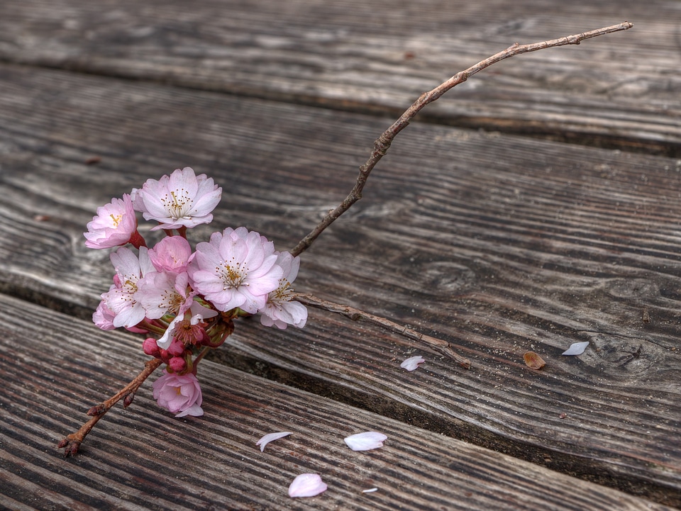 Blossomed branch wood