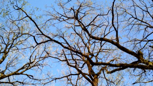Branch, Tree, Sky, Woody Plant