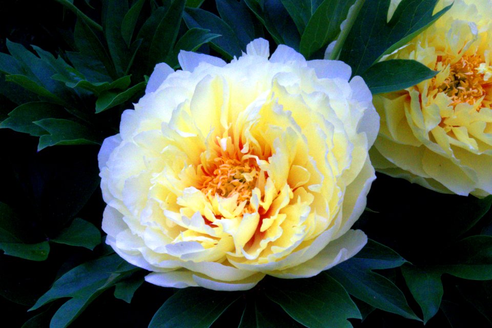 Flower, Plant, Yellow, Flowering Plant