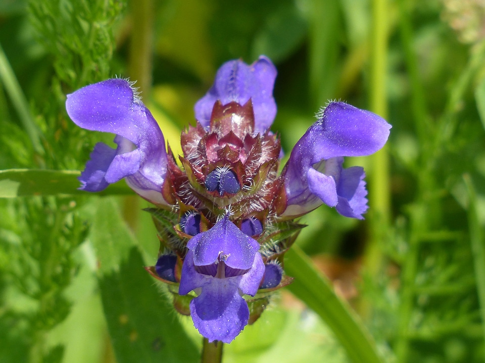 Bloom violet dark purple