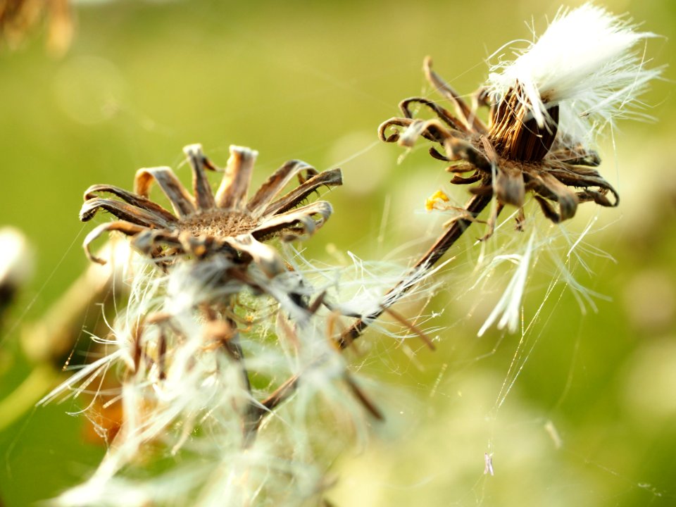 Flora, Close Up, Macro Photography, Plant