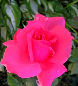 Rose, Rose Family, Pink, Flower
