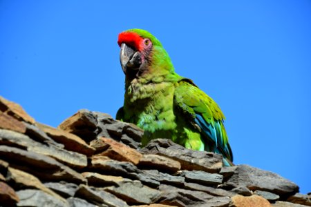 Bird, Parrot, Fauna, Macaw photo