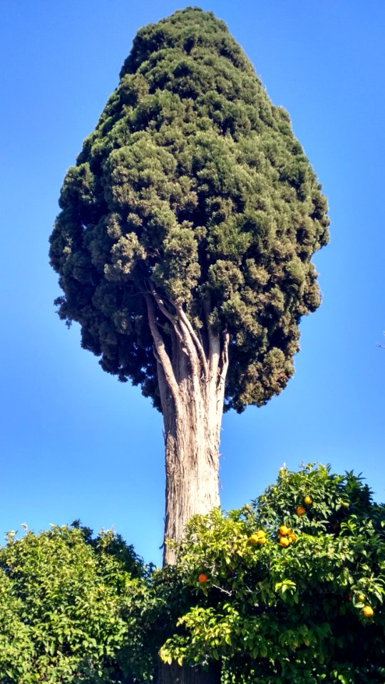 Tree, Sky, Woody Plant, Vegetation