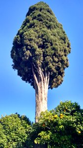 Tree, Sky, Woody Plant, Vegetation photo