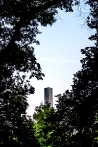 Sky, Tree, Nature, Leaf