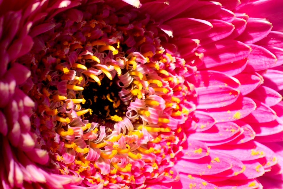 Flower, Pink, Close Up, Petal