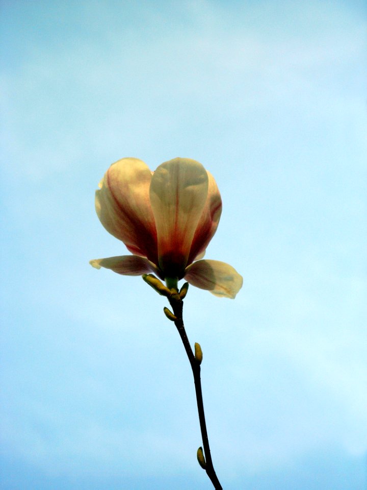 Sky, Flower, Plant, Flora