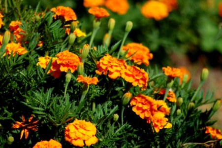 Flower, Plant, Annual Plant, Wildflower