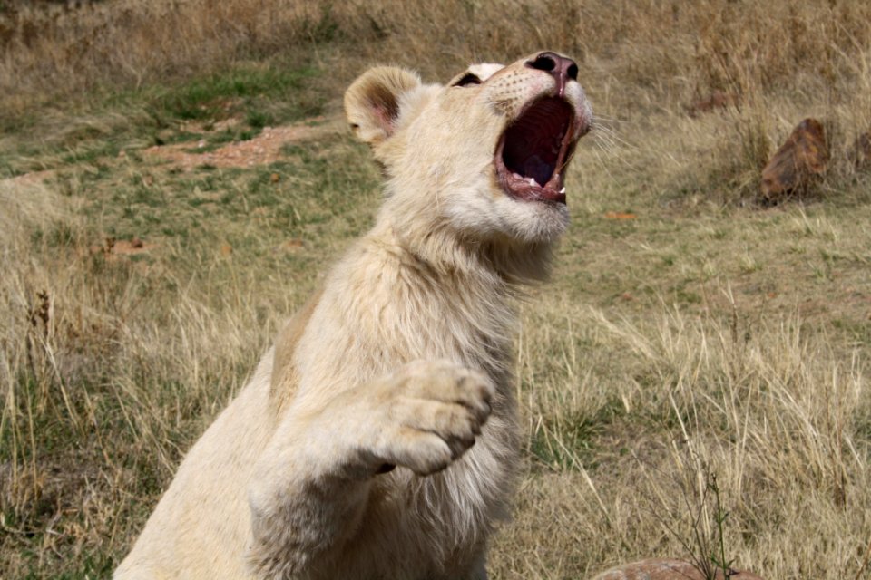 Wildlife, Lion, Facial Expression, Terrestrial Animal