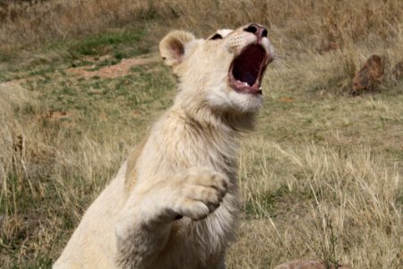 Wildlife, Lion, Facial Expression, Terrestrial Animal photo