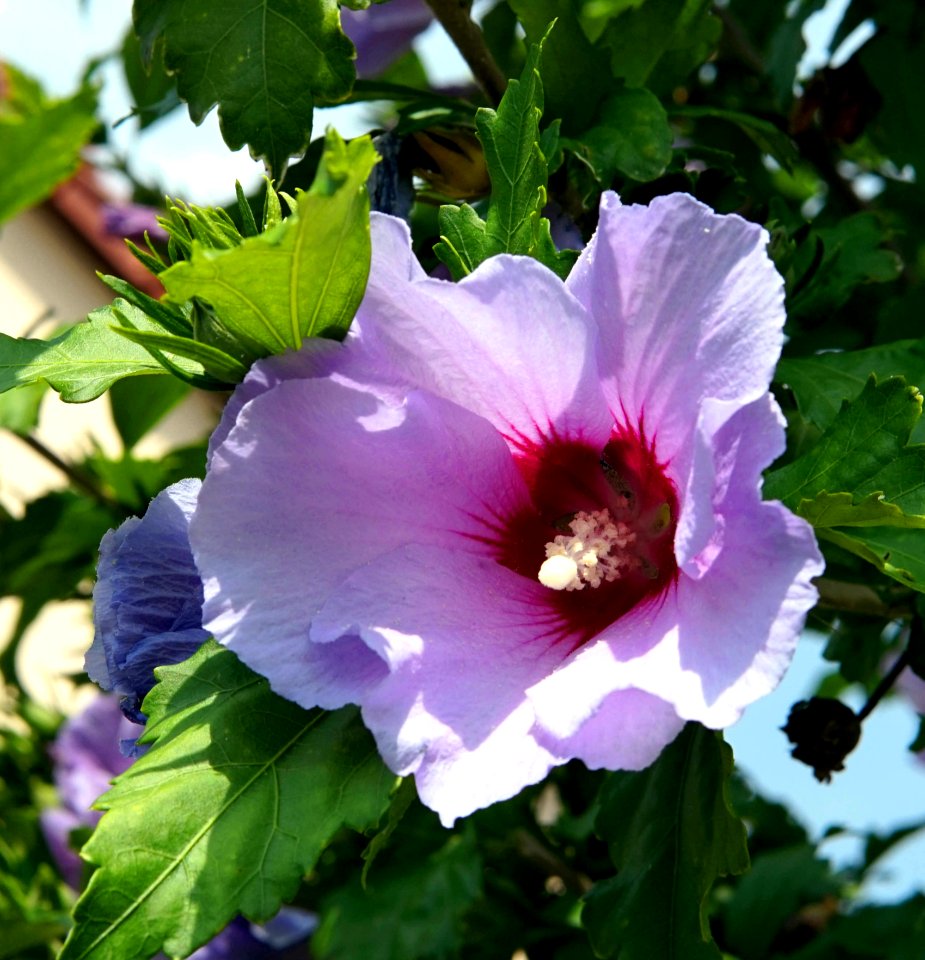 Flower, Plant, Flowering Plant, Hibiscus