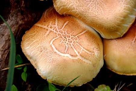 Edible Mushroom, Mushroom, Agaricaceae, Medicinal Mushroom