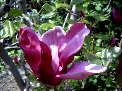 Plant, Flower, Flora, Flowering Plant