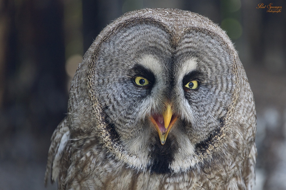 Lapland owl owl animal