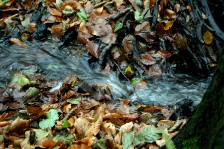 Water, Leaf, Stream, Autumn