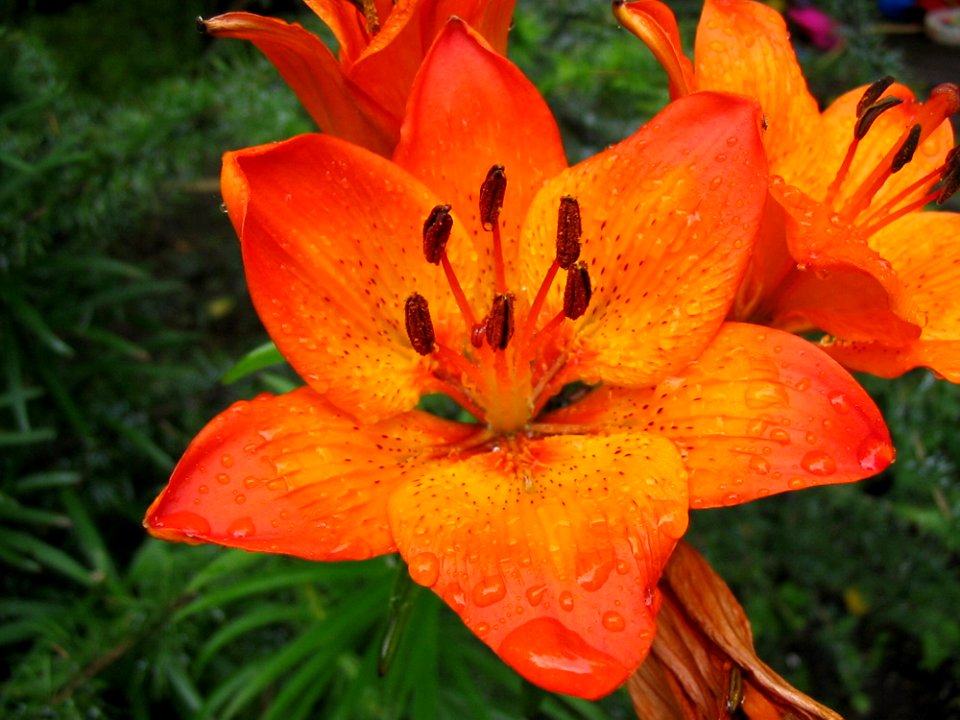 Flower, Lily, Orange Lily, Plant