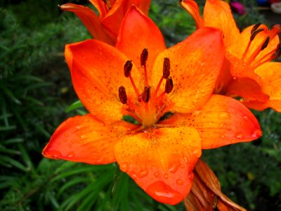 Flower, Lily, Orange Lily, Plant photo